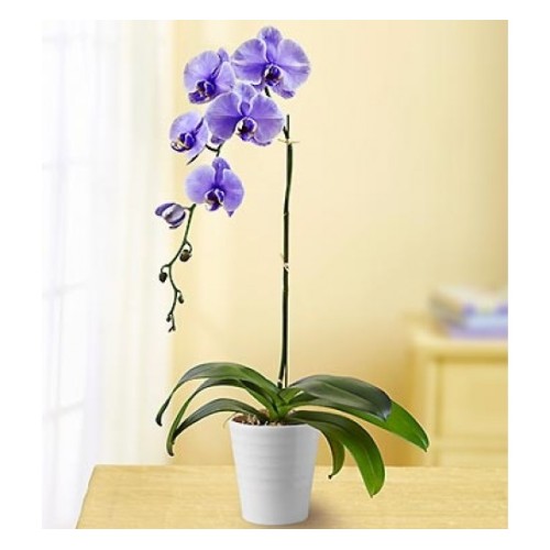 Lovely Lavander Orchid (Basic)